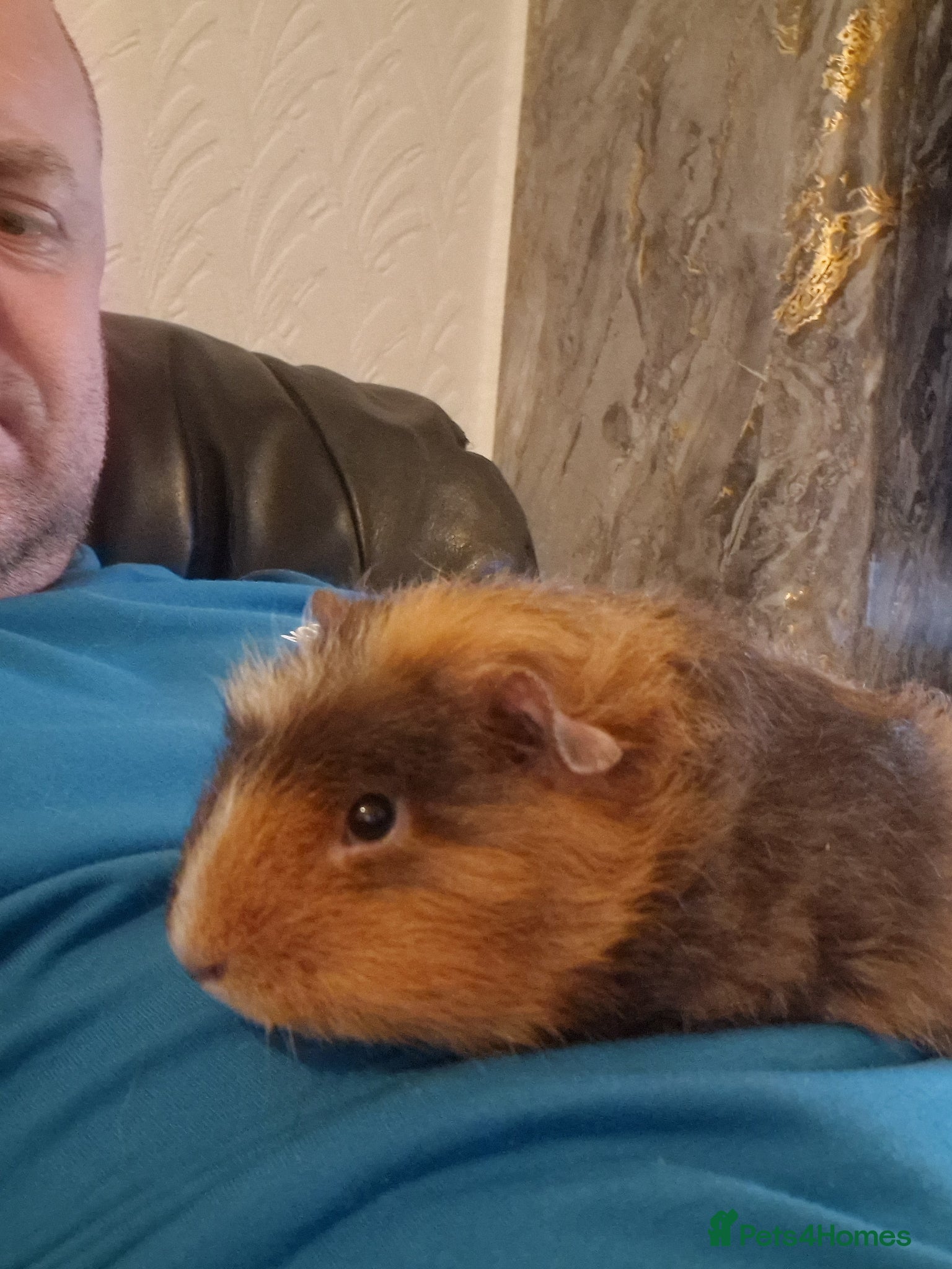 Guinea Pig rodents Guinea pigs all ages - Advert 3