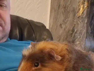 Guinea Pig rodents Guinea pigs all ages - Advert 3