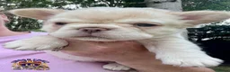 French Bulldog dogs for sale: BEAUTIFUL FLUFFY FRENCH BULLDOG PUPPIES - Advert 21