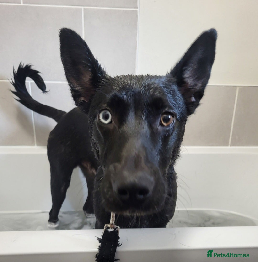 Mixed Breed dogs for sale: German Shepherd x Patterdale - Image 3