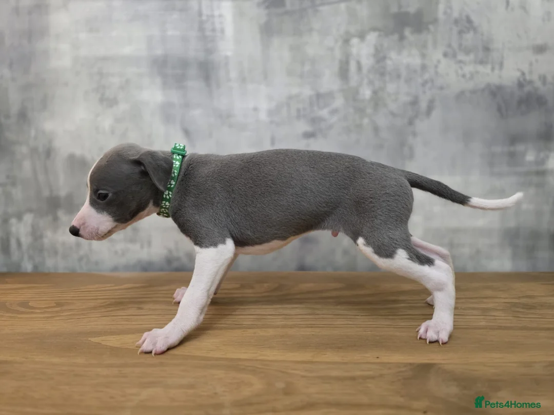 Whippet dogs for sale: Whippets blue and white  - Advert 2