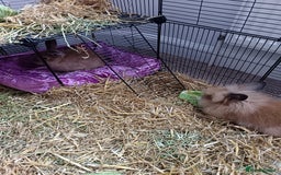 Lionhead rabbits for sale: Male and female lion head - Image 2