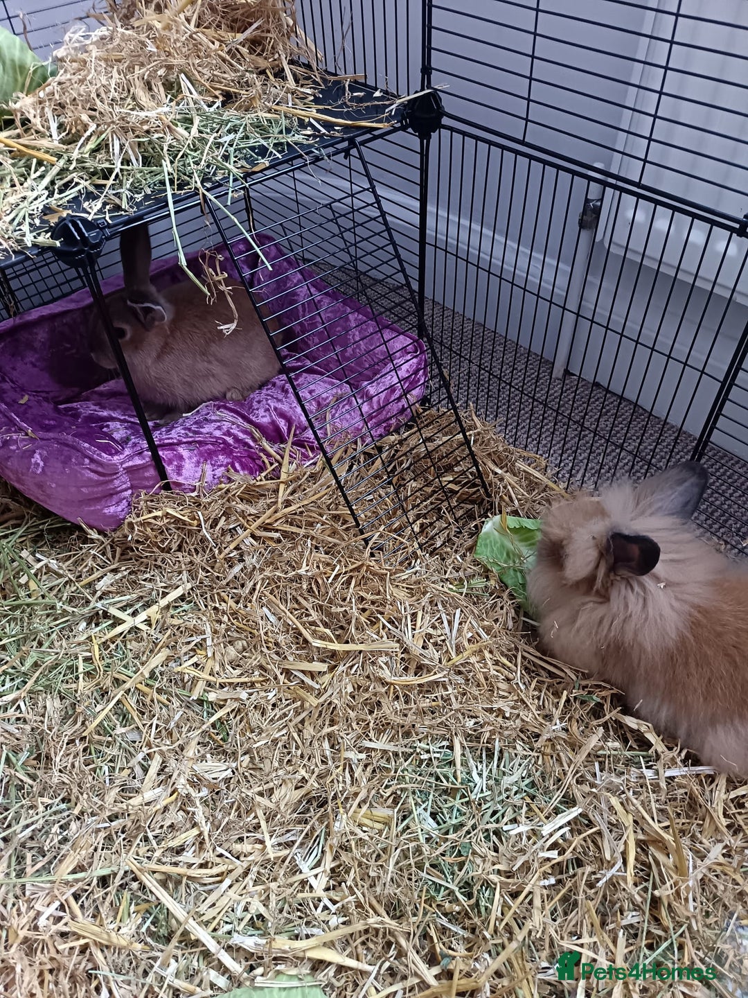 Lionhead rabbits for sale: Male and female lion head - Image 2