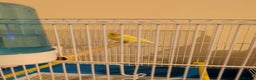 Canaries birds for sale: Pair of German Rhinelander canaries - Advert 3