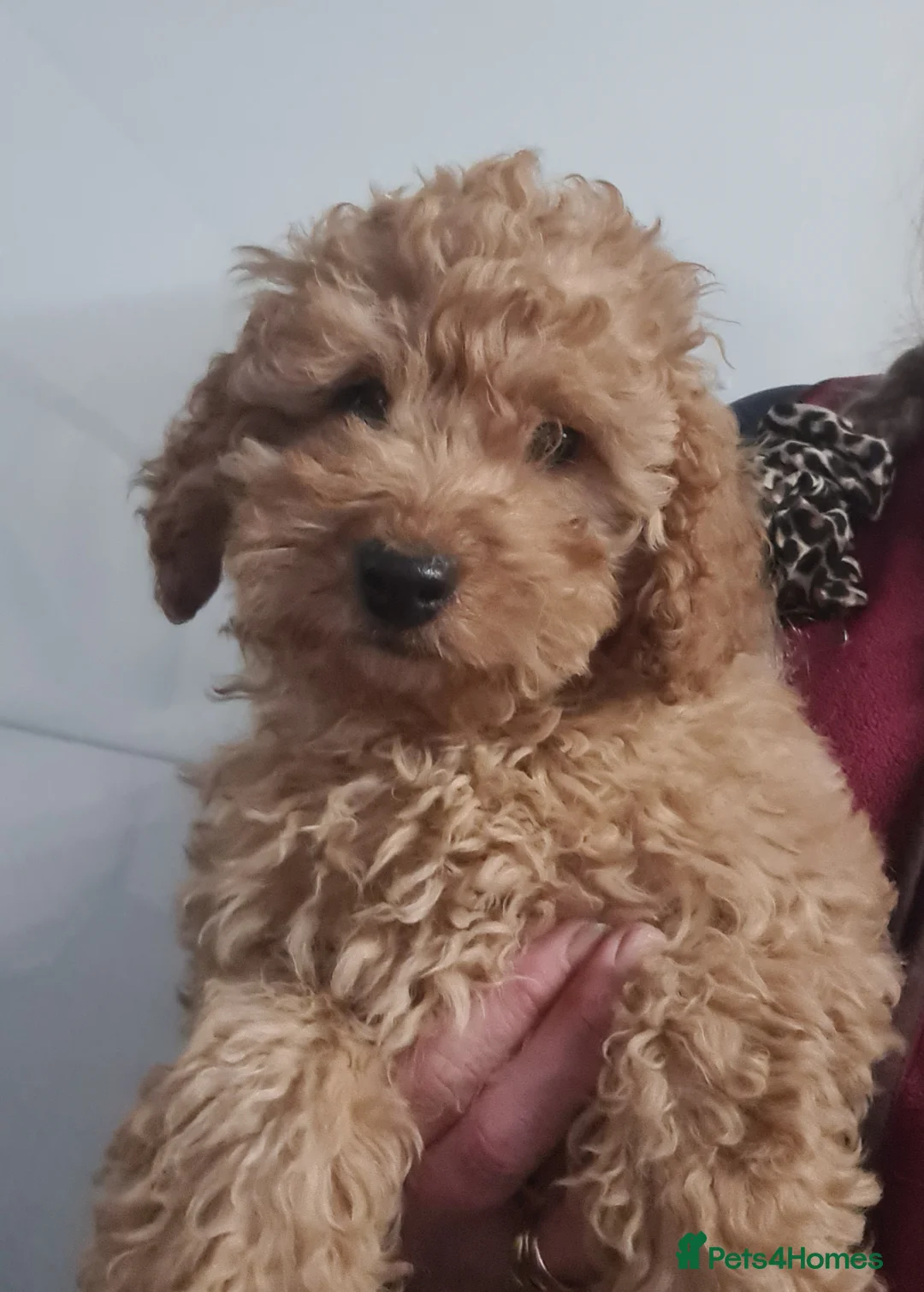 Cockapoo dogs for sale: Beautiful F1b Cockapoo Girls - Fully Vaccinated  - Advert 6