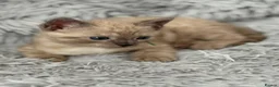 Bengal cats for sale: TICA registered Seal Solid Silver Mink Bengals - Advert 33