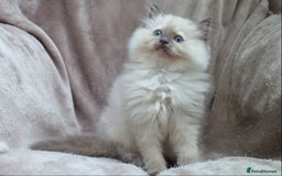 Ragdoll cats for sale: GCCF PET/ACTIVE KITTENS CHAMPION IMP BLOODLINES - Image 21