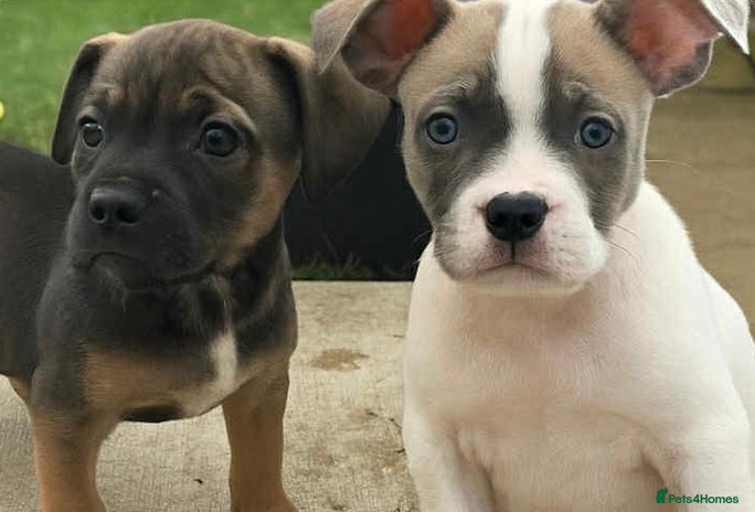 Mixed Breed dogs - Advert 6