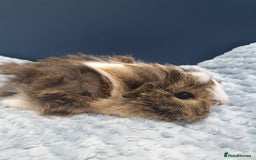 Guinea Pig rodents for sale: Absolutely Stunning Baby Boars  - Image 13