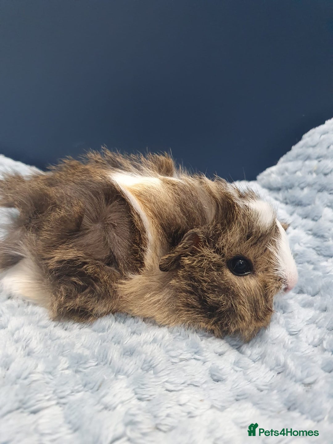 Guinea Pig rodents for sale: Absolutely Stunning Baby Boars  - Image 13