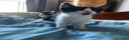 Mixed Breed cats for sale: Beautiful Kittens Seeking Loving Forever Homes  - Advert 24