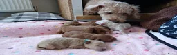 Poochon dogs for sale: Darling Winnie in Leatherhead - Advert 4