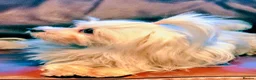 Maltese dogs for sale: KC registered female Adult dog - Advert 2