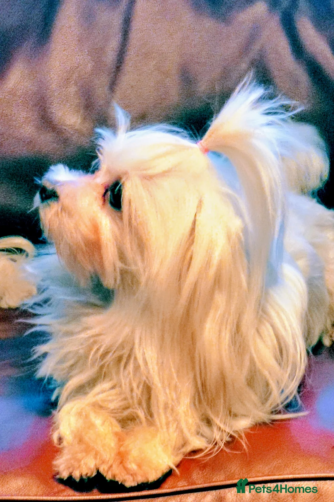 Maltese dogs for sale: KC registered female Adult dog - Advert 2