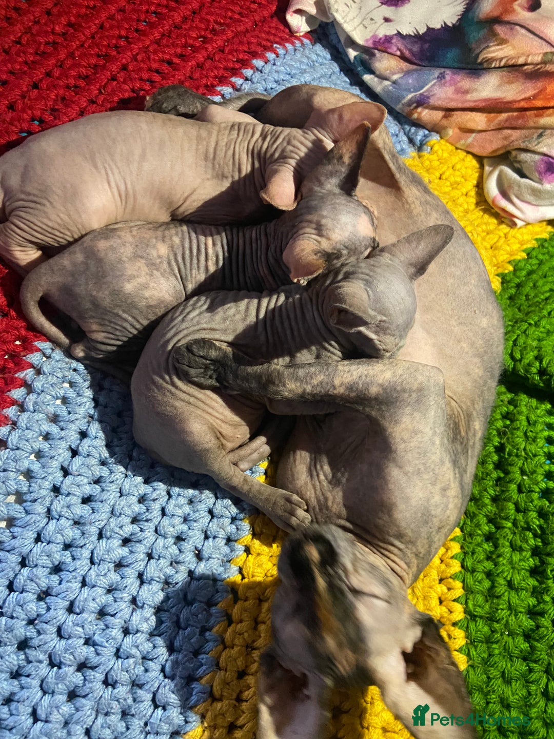 Sphynx cats for sale: 3 adorable Sphynx looking for their forever home  - Image 23