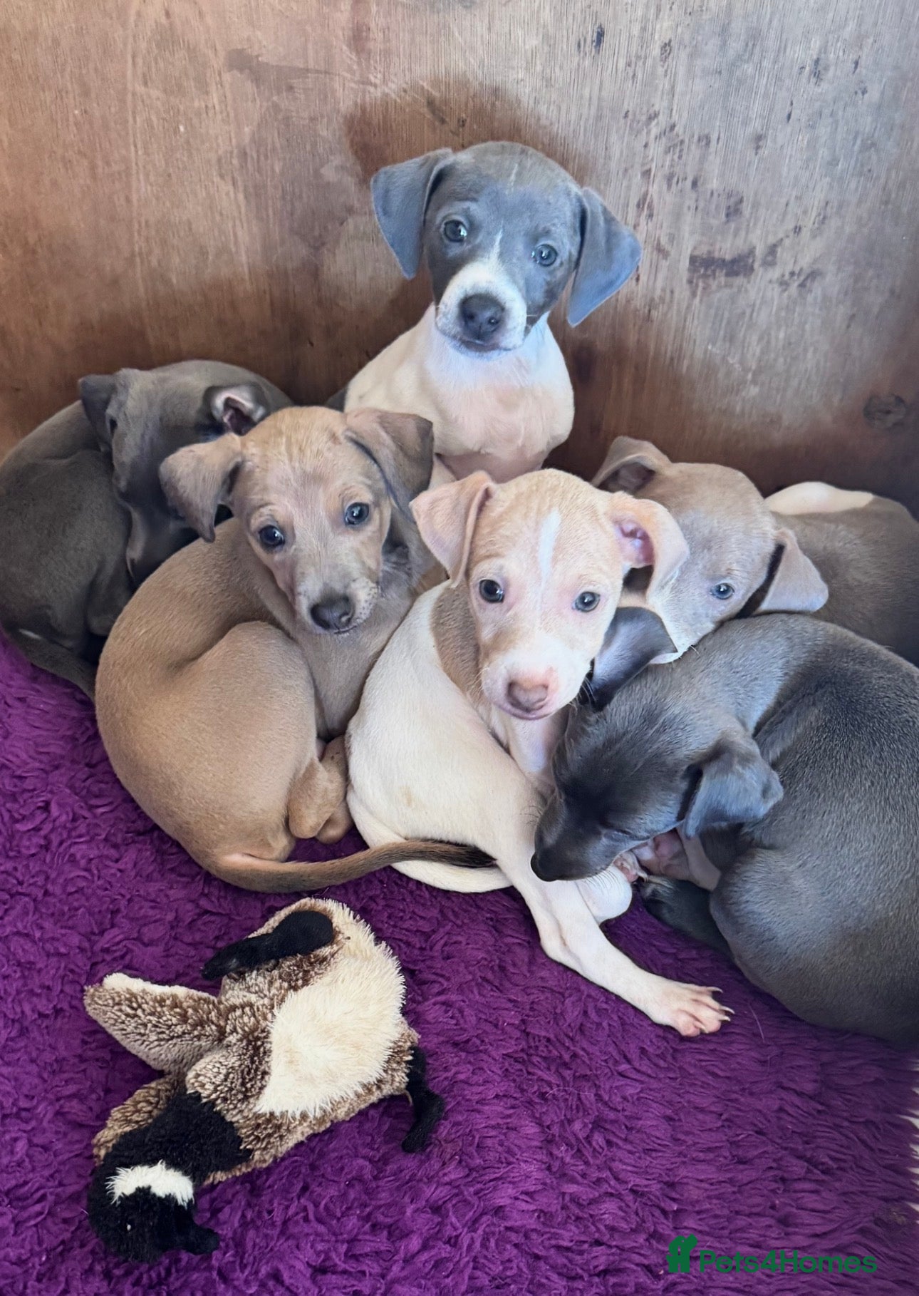 Italian Greyhound dogs Stunning Italian Greyhound Puppies - Advert 17