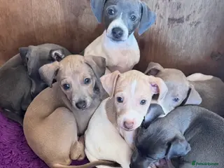 Italian Greyhound dogs Stunning Italian Greyhound Puppies - Advert 17