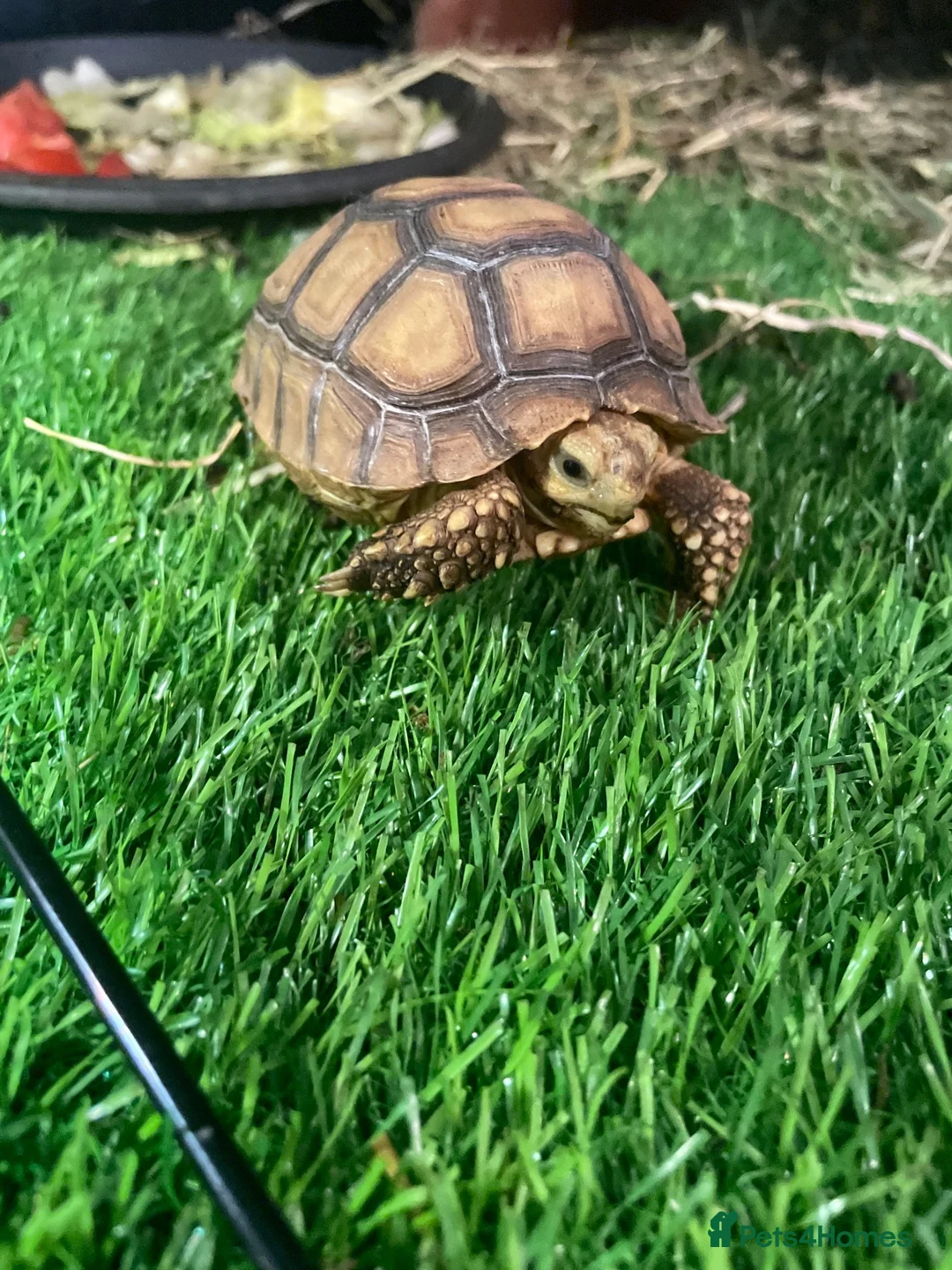 Tortoise reptiles for sale: African sulcata tortoise  - Advert 1