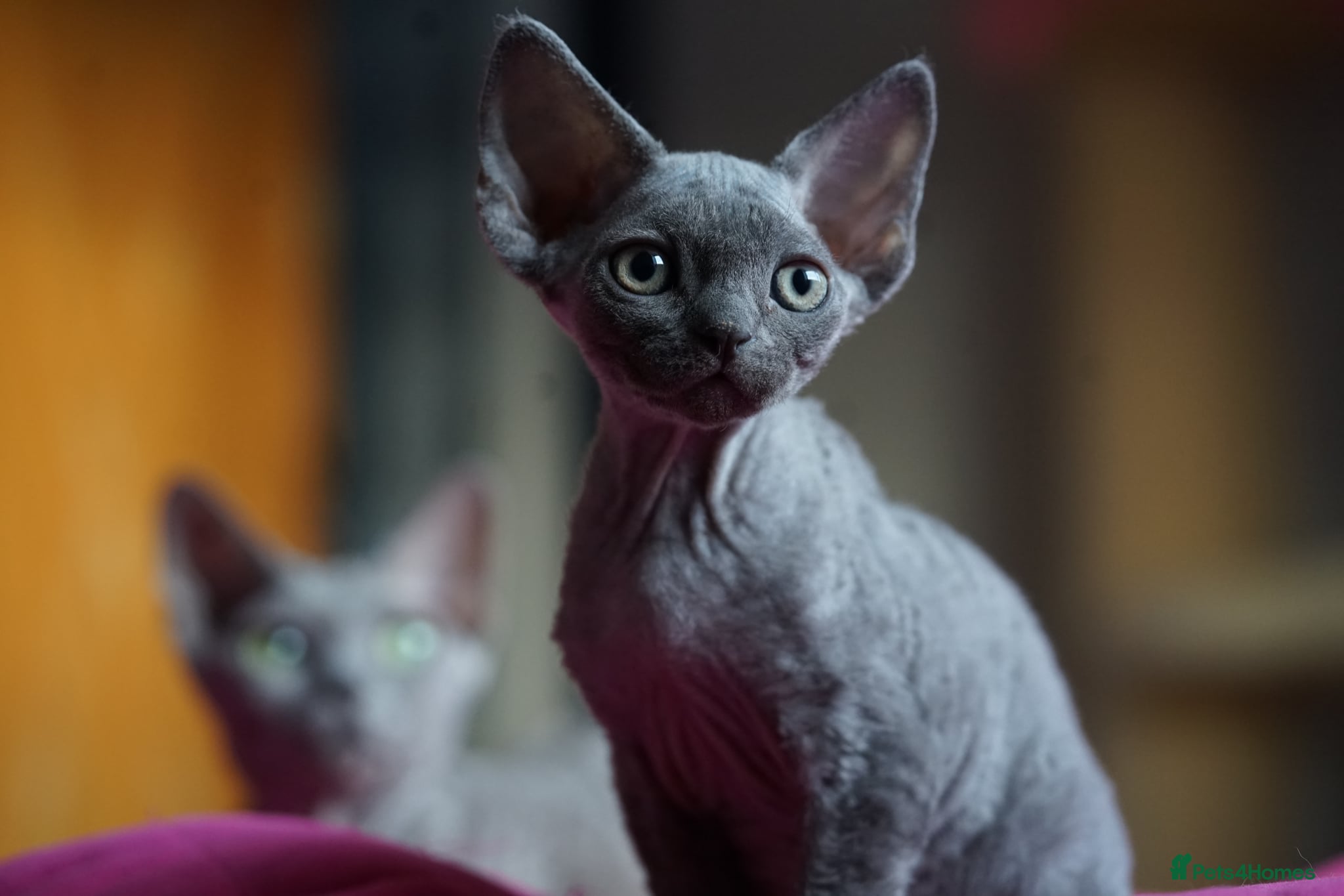 Devon Rex cats 💙  Blue male Kitten Available 💙 - Advert 4