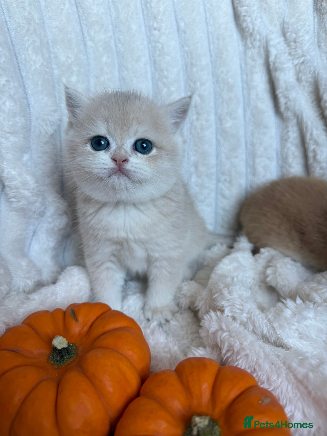British Shorthair cats for sale: 🧡Exceptional golden British Shorthair🧡 - Image 17