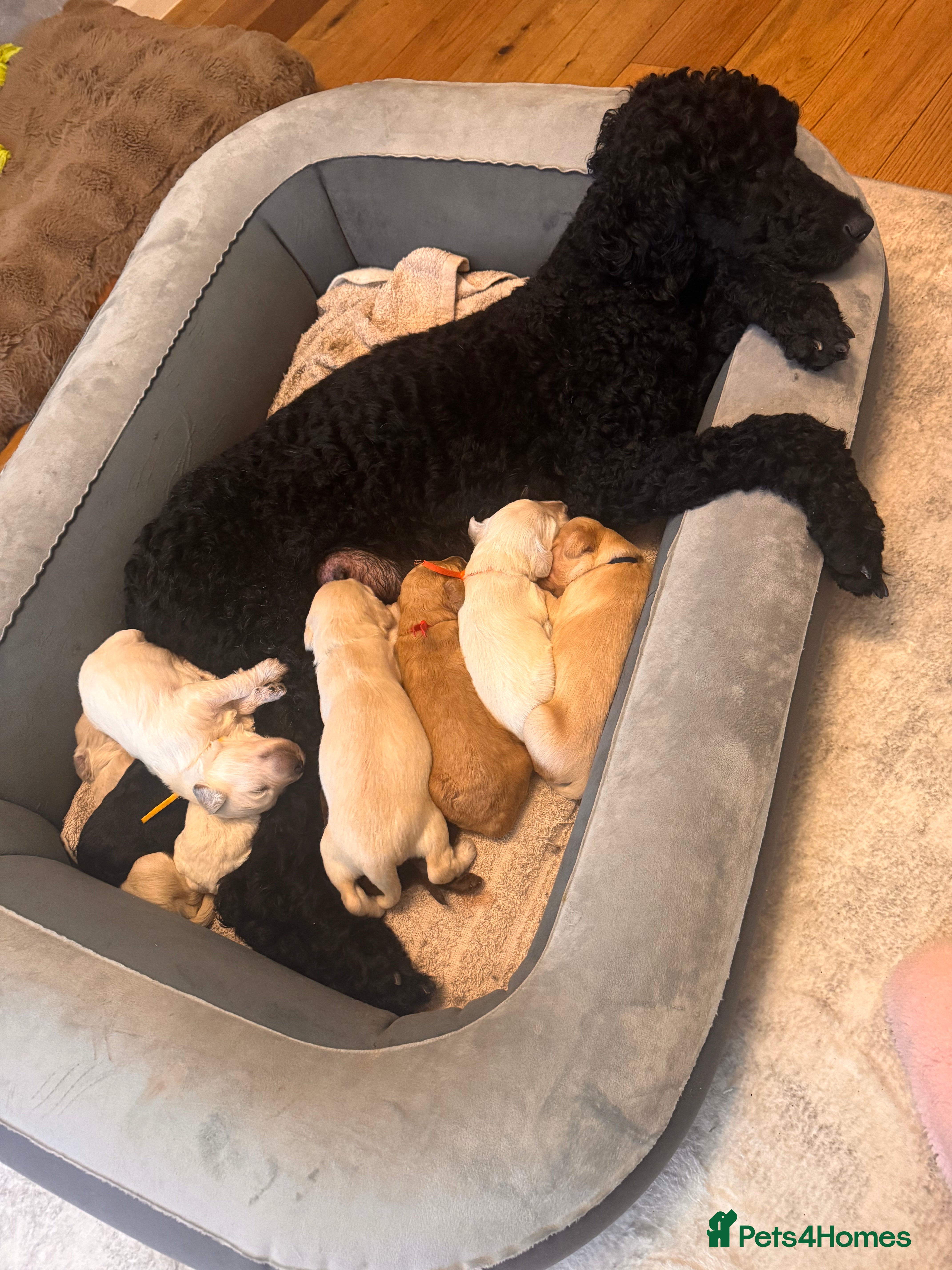 Goldendoodle dogs Beautiful F1b standard Goldendoodle puppies - Advert 2