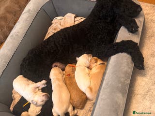 Goldendoodle dogs Beautiful F1b standard Goldendoodle puppies - Advert 2