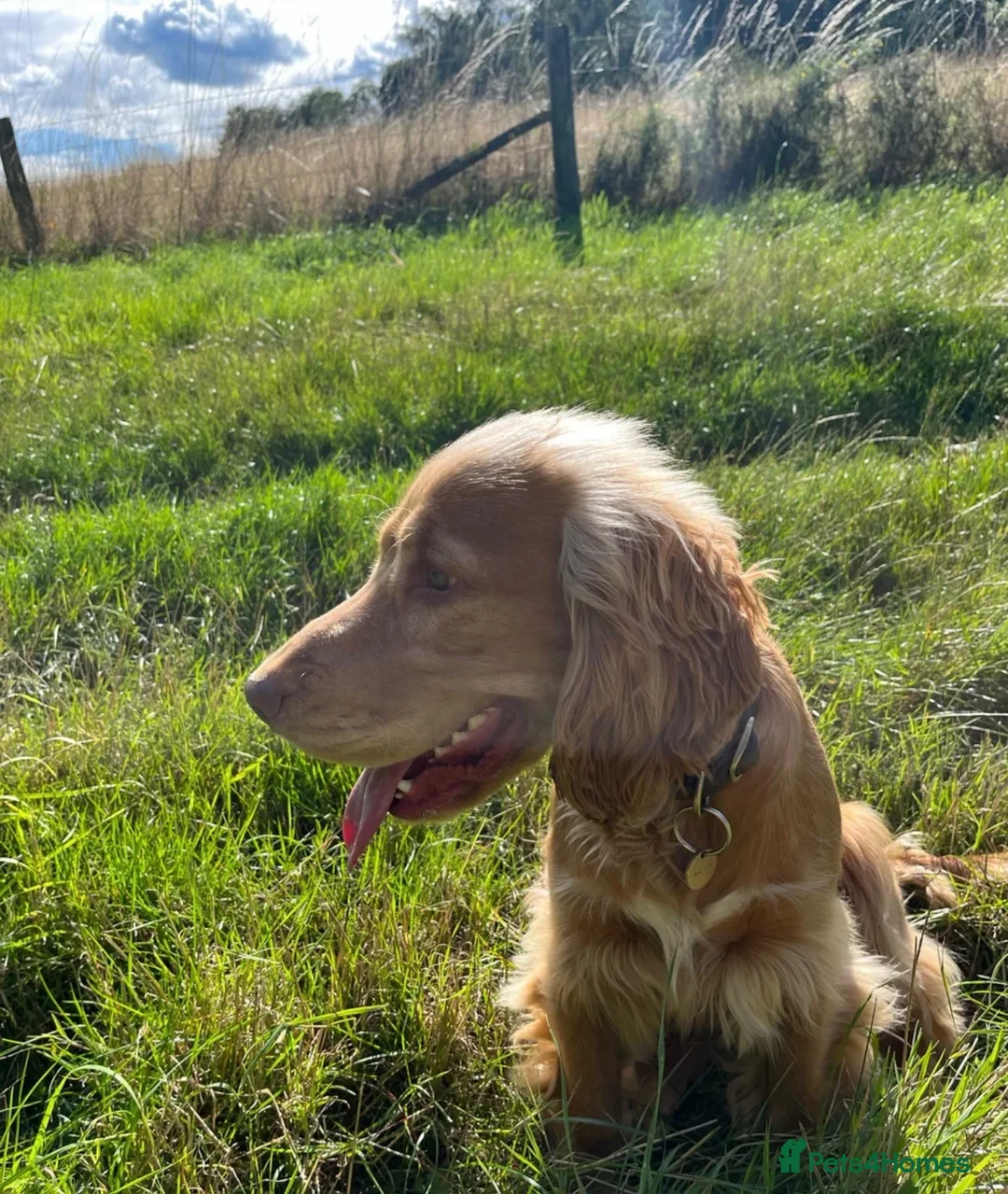 Cocker Spaniel dogs for sale: KC Reg - Golden Show Type Cocker Spaniel Puppy’s  in Tonbridge - Advert 9