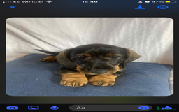 Dachshund dogs for sale: Daschund(sausage) puppies - Image 4