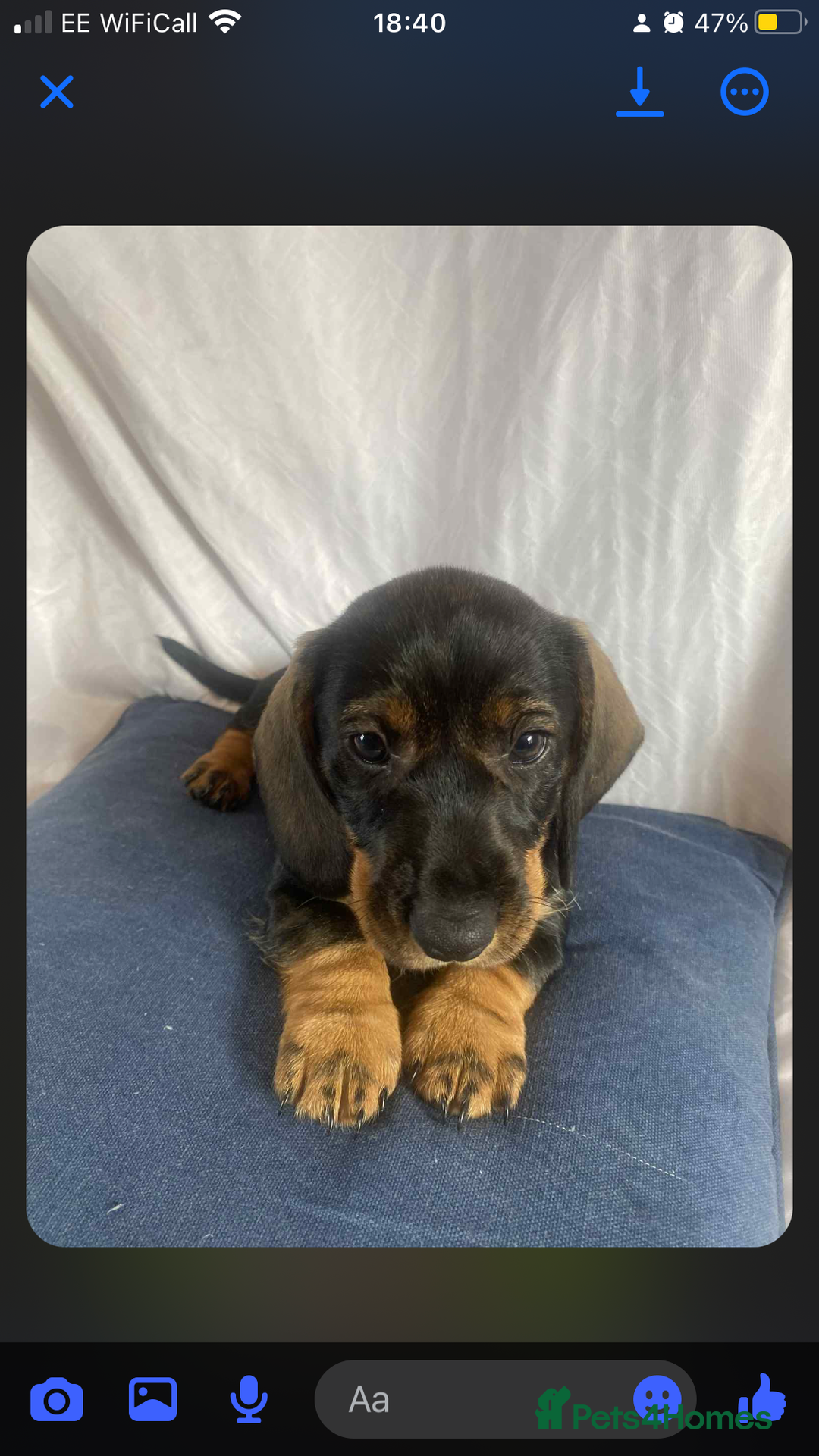 Dachshund dogs for sale: Daschund(sausage) puppies - Image 4