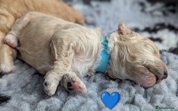 Poochon dogs for sale: 🐾 Adorable F1b Poochon Puppies - Ready November🐾 - Image 9