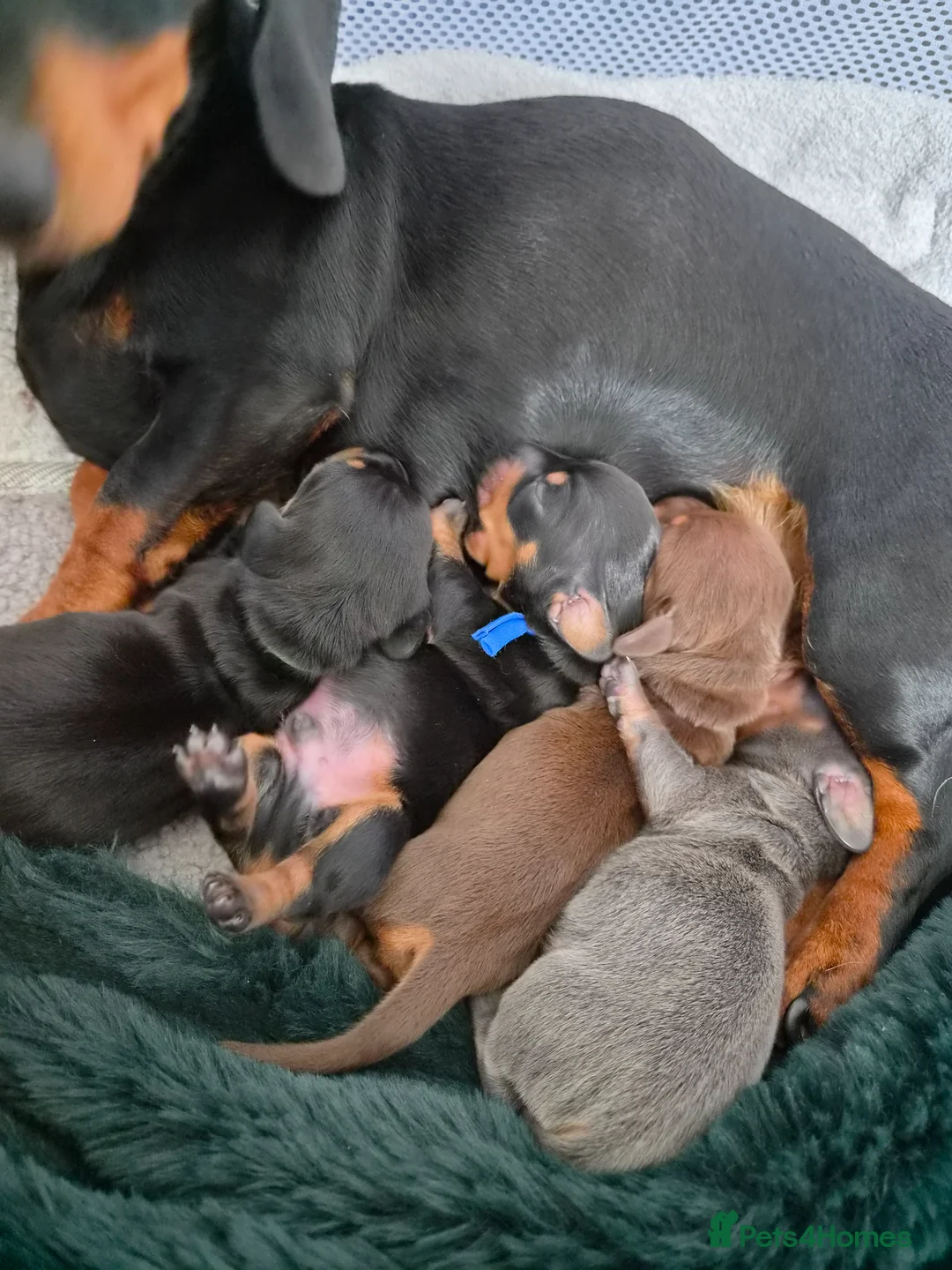 Miniature Dachshund dogs for sale: 3 beautiful male miniature daschunds avaliabke in Plymouth - Advert 15