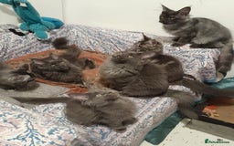 Maine Coon cats for sale: solid blue+ maine coon 1boy 3girls TICA - Advert 6