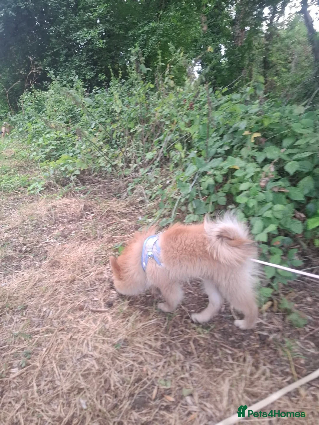 Pomeranian dogs for sale: Pomeranian  - Advert 2