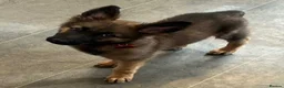 German Shepherd dogs for sale: Beautiful German shepherd cross Belgium shepherd  - Advert 9
