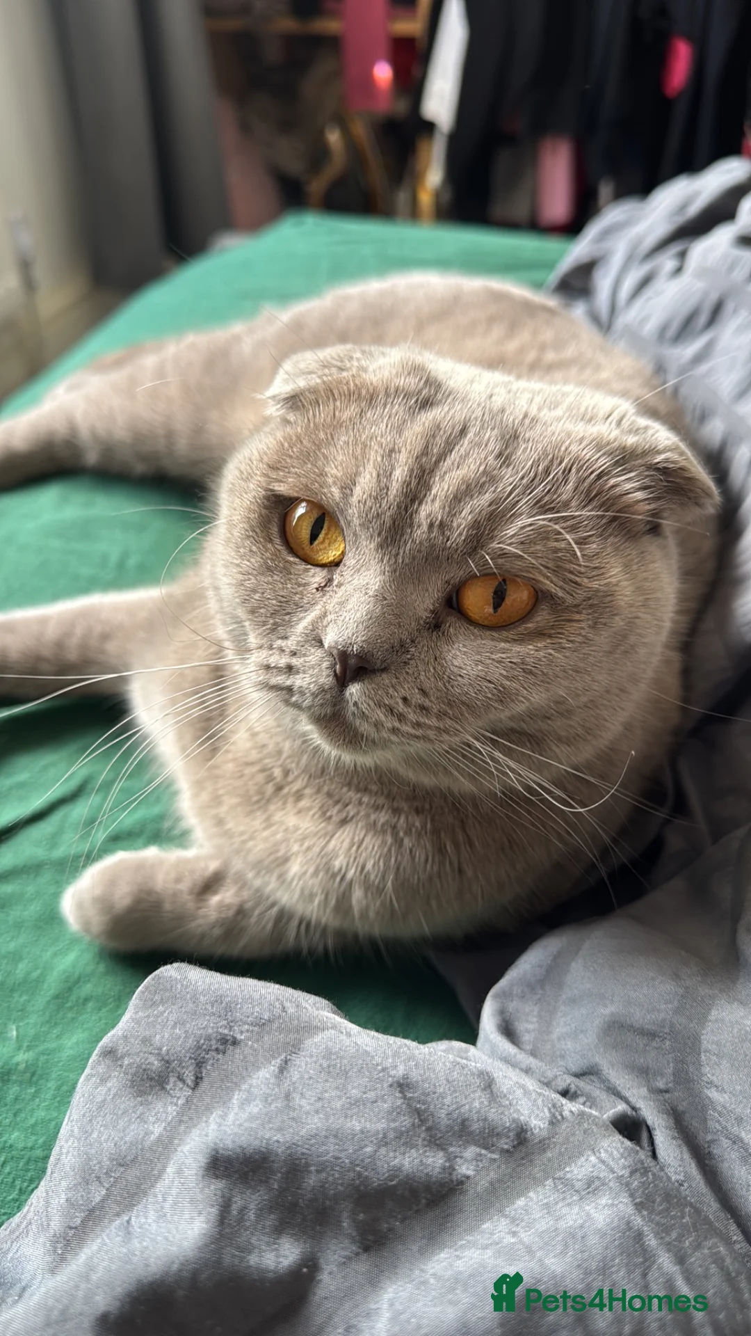 Scottish Fold cats for sale: Scottish fold looking for new home - Advert 2