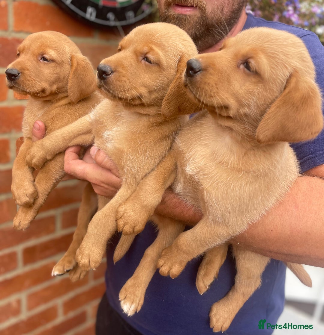 Labrador Retriever dogs for sale: Health Tested Working Labradors  - Image 14