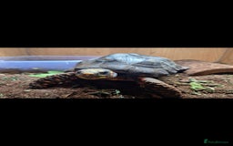 Tortoise reptiles for sale: Red foot Tortoise - Advert 1