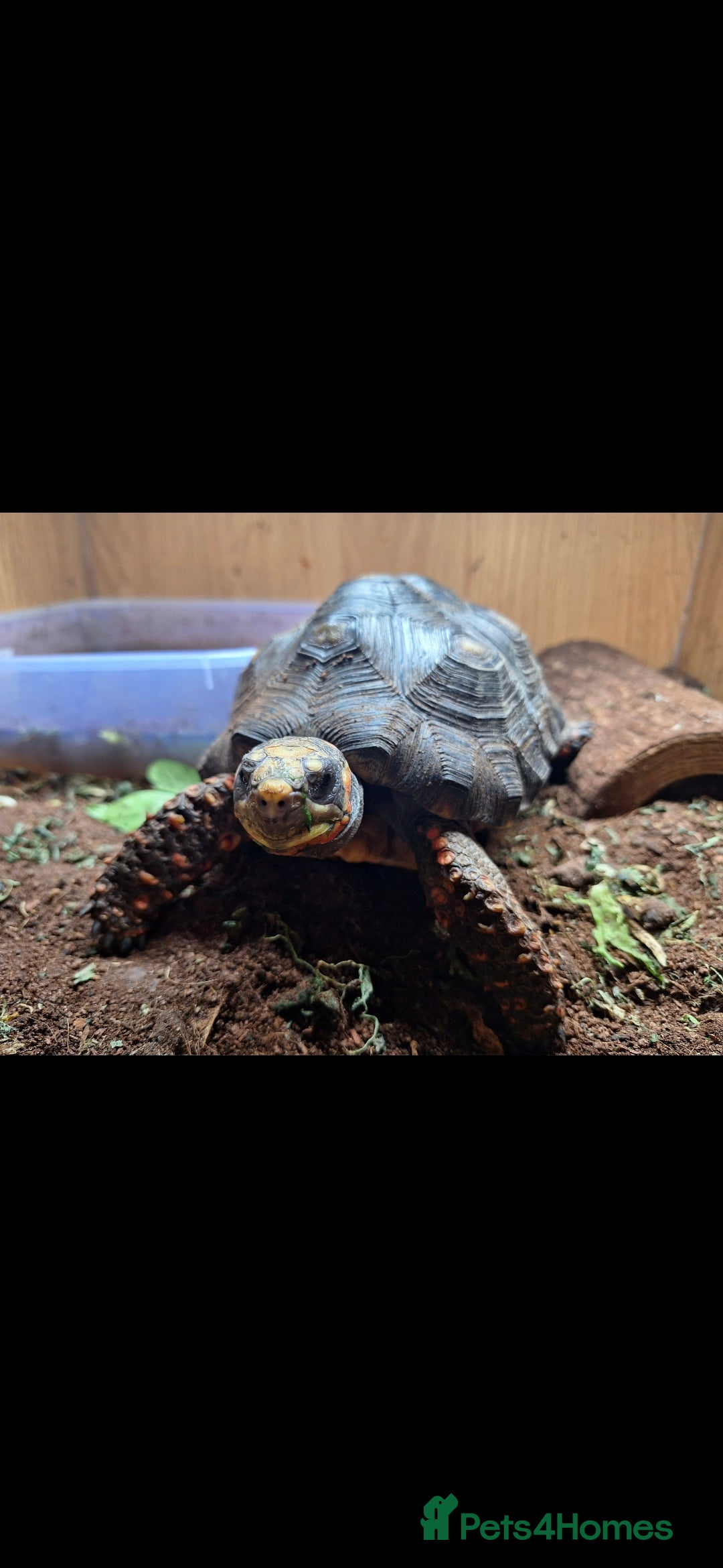 Tortoise reptiles for sale: Red foot Tortoise - Advert 1