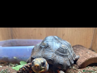 Tortoise reptiles for sale: Red foot Tortoise - Advert 1