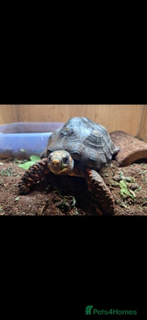 Tortoise reptiles Red foot Tortoise - Advert 1