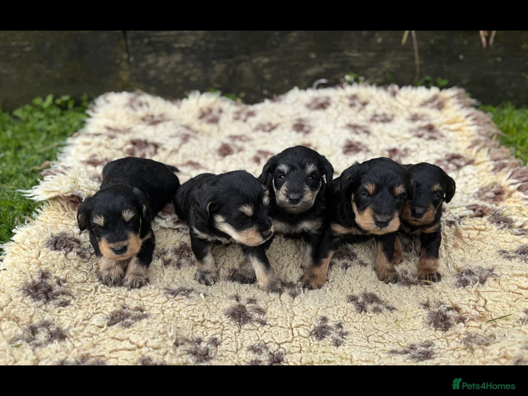 Schnoodle dogs for sale: F1 SCHNOODLE PUPPIES - Advert 2