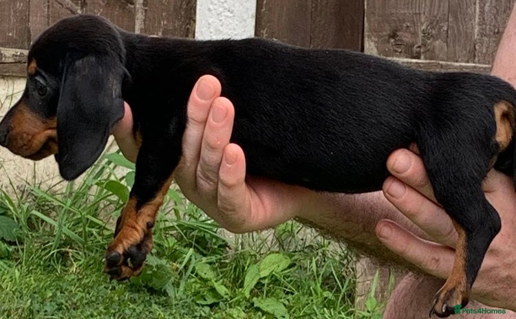 Miniature Dachshund dogs - Advert 5