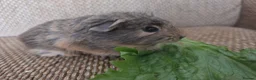 Guinea Pig rodents for sale: 2 girls rtl. - Advert 8