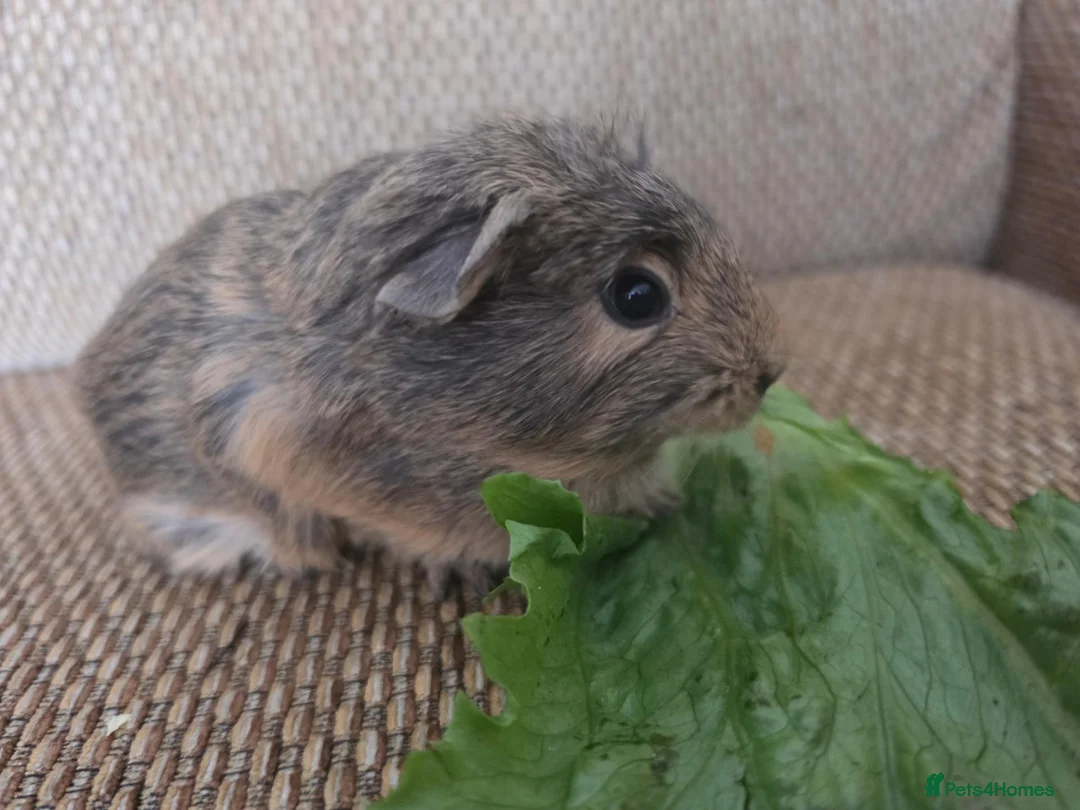 Guinea Pig rodents for sale: 2 girls rtl. - Advert 8