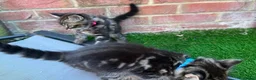 Bengal cats for sale: Bengal X Maine Coon Kittens  in Lyme Regis - Advert 10