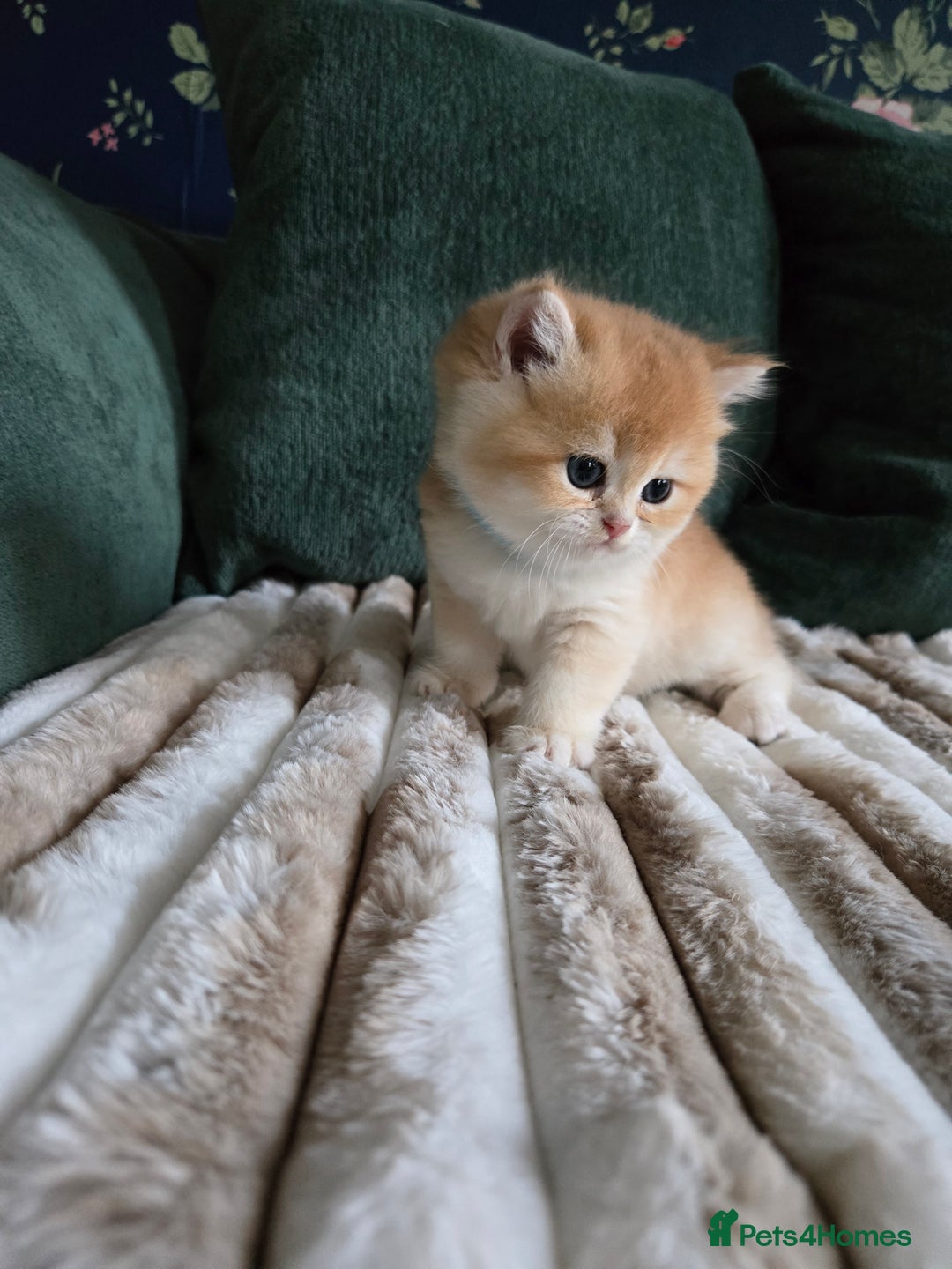 British Shorthair cats for sale: Gorgeous golden boys - Image 5