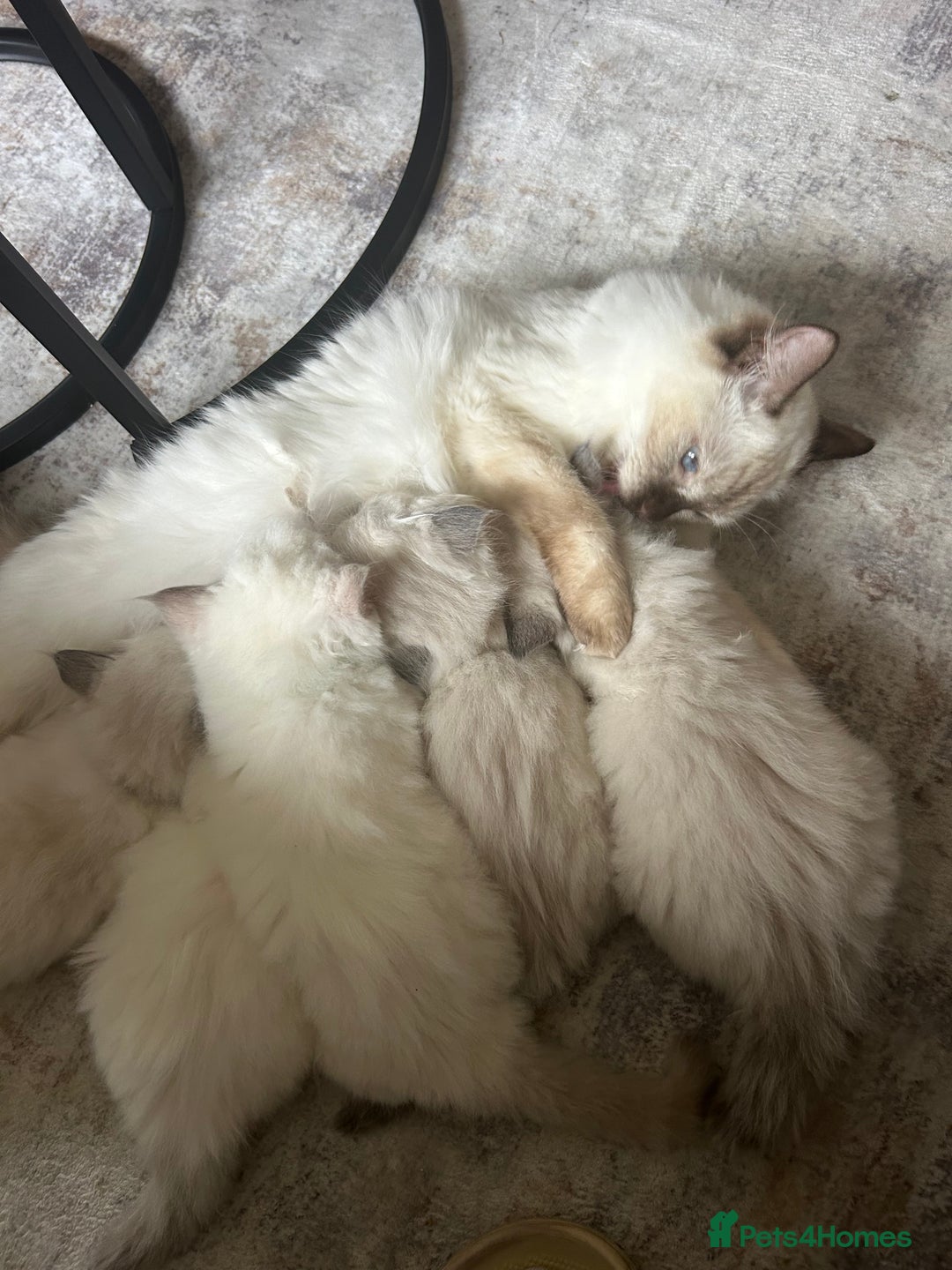 Ragdoll cats for sale: Ragdoll kittens  - Image 22