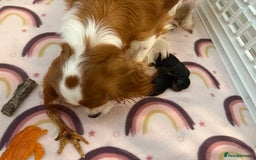 Cavalier King Charles Spaniel dogs for sale: Cavalier King Charles  - Image 24