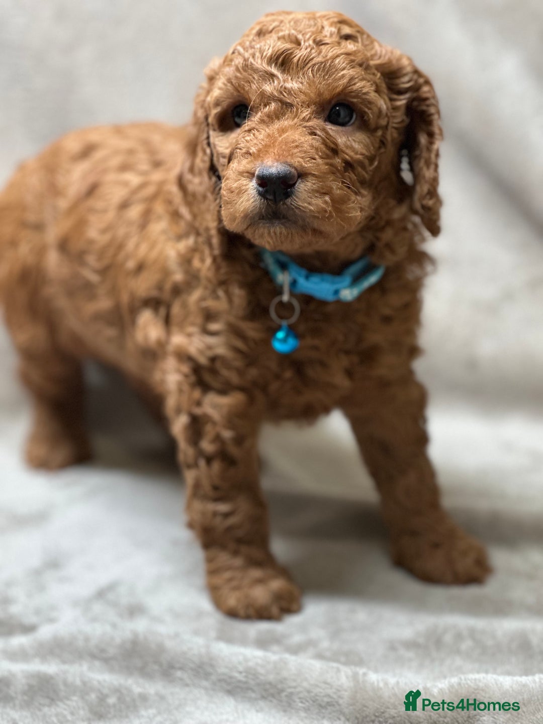 Cockapoo dogs for sale: Red Mini Cockapoo Puppies-Ready - 14 of January  - Advert 37