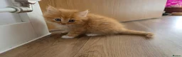 Mixed Breed cats for sale: Fluffy Ginger Boy - Advert 3